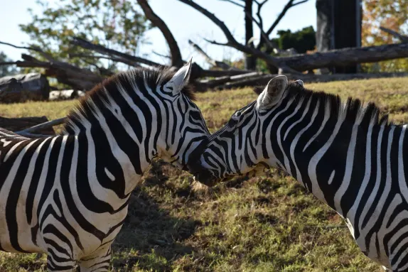 Casino Rockn Rolla Tacaíocht